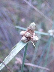 Cyperus albescens