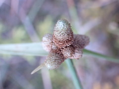 Cyperus albescens