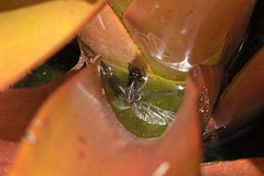 Erythrodiplax laselva