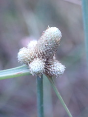 Cyperus albescens
