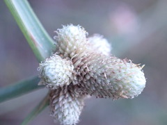 Cyperus albescens