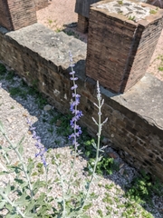 Salvia