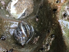 Acanthinucella