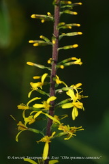 Ligularia przewalskii