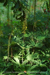 Ligularia przewalskii