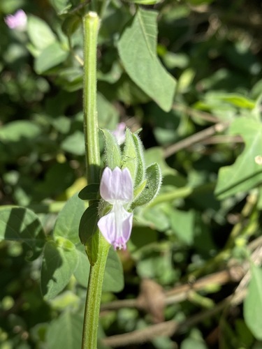 Dicliptera heterostegia image