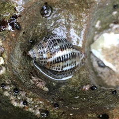 Acanthinucella