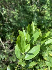 Maerua juncea crustata