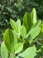 Maerua juncea crustata