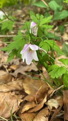 Anemonoides nemorosa