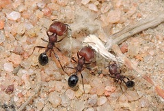 Trichomyrmex
