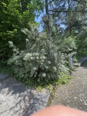 Hippophae