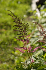 Astilbe rubra