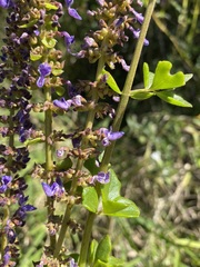 Coleus subspicatus image