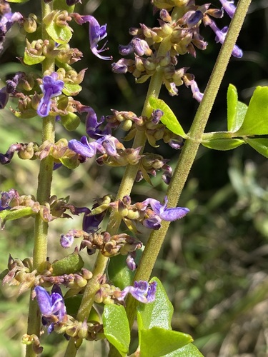 Coleus subspicatus image