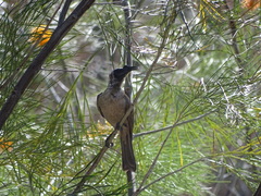Philemon argenticeps