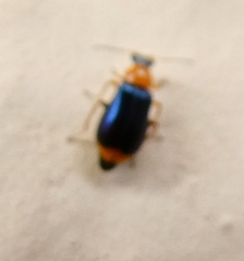 Ebaeus