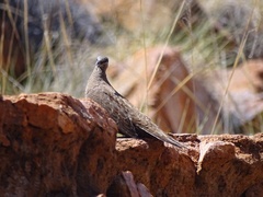 Petrophassa albipennis