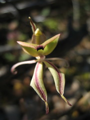 Caladenia roei