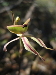 Caladenia roei