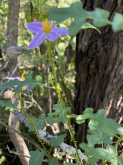 Solanum torreanum image