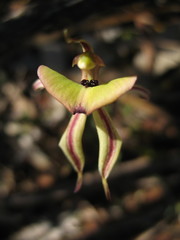 Caladenia roei