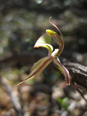 Caladenia roei