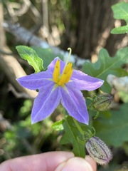 Solanum torreanum image