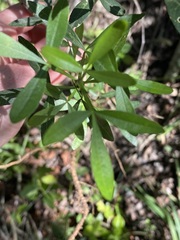 Vepris carringtoniana