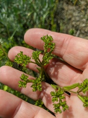 Valerianella muricata