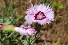 Dianthus plumarius