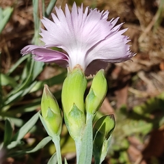 Dianthus plumarius