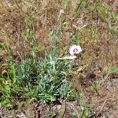 Dianthus plumarius