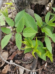 Aegopodium podagraria