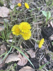 Tussilago farfara