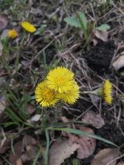 Tussilago farfara