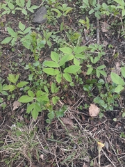 Aegopodium podagraria