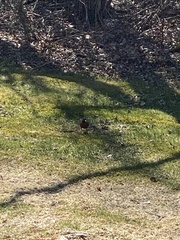 Turdus migratorius image