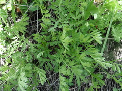 Artemisia latifolia
