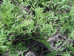 Artemisia latifolia