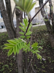 Sorbus aucuparia