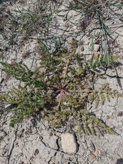 Palimbia rediviva