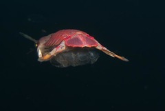 Pterygosquilla capensis