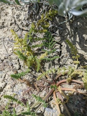 Palimbia rediviva