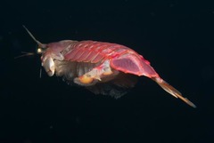 Pterygosquilla capensis