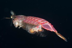 Pterygosquilla capensis