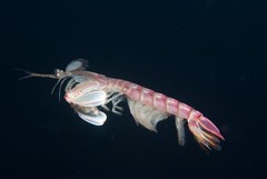 Pterygosquilla capensis