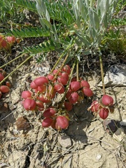 Astragalus suprapilosus