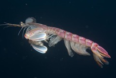 Pterygosquilla capensis