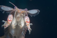 Pterygosquilla capensis